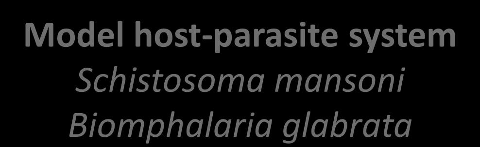 Plasma Normal