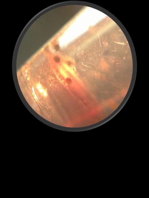 In vitro snail-larval