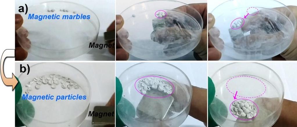 Due to faster water evaporation on the top of liquid marbles, the marbles shrank from the top and resulted in wrinkled particles.