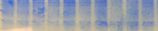 4 Protein Concentration (μg/μl) 3.5 3 2.5 2 1.5 1 0.