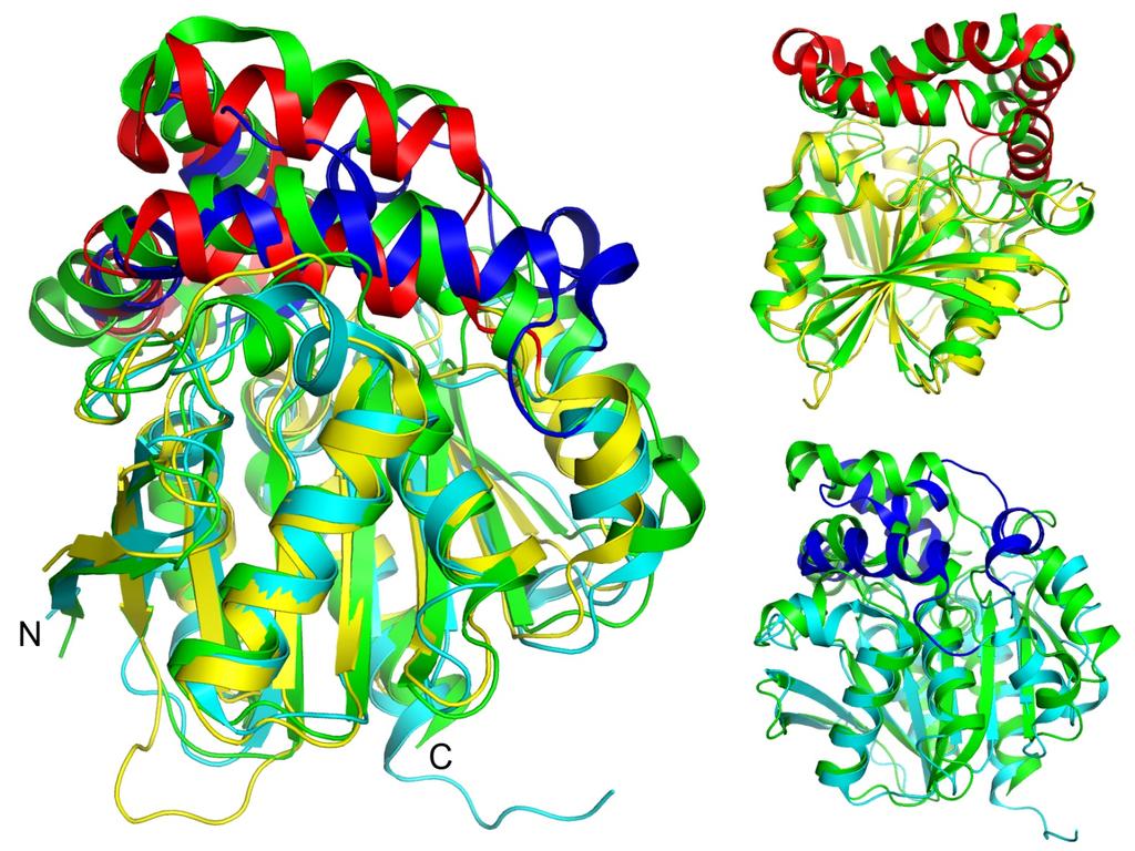 A B C Supp. Figure S4. Structural comparison of rzhd with PcaD (PDB 2XUA) and AidH (4G9E). In (A) all three are superimposed.