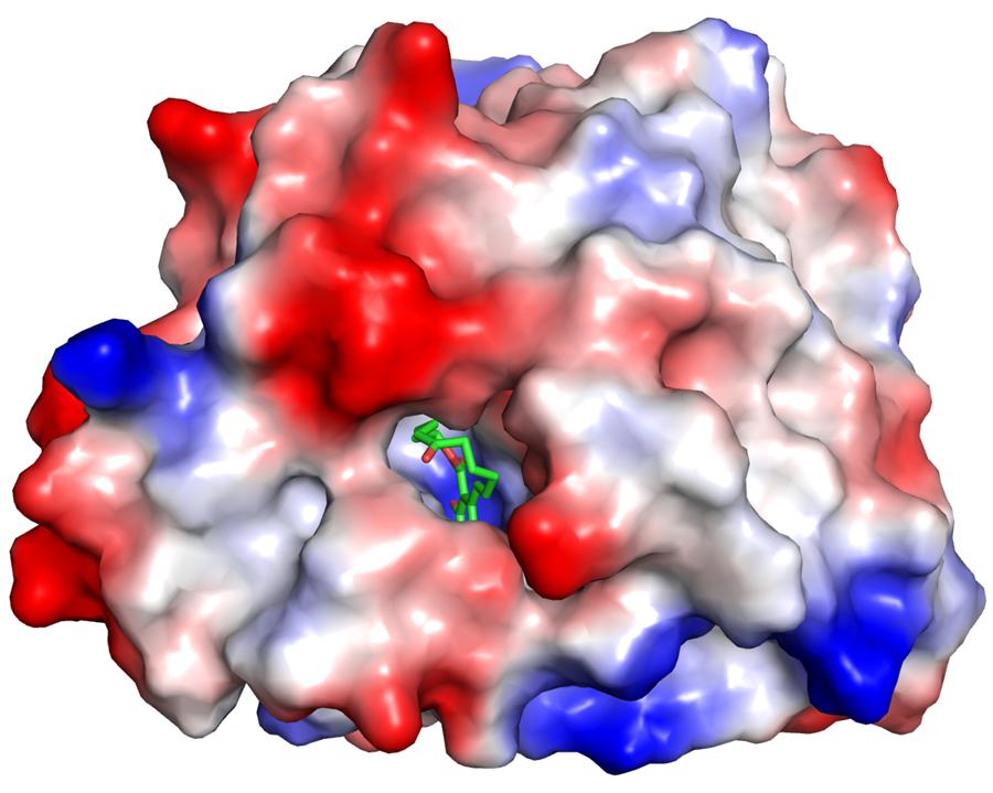 A B C Supp. Figure S5. Substrate binding pockets.