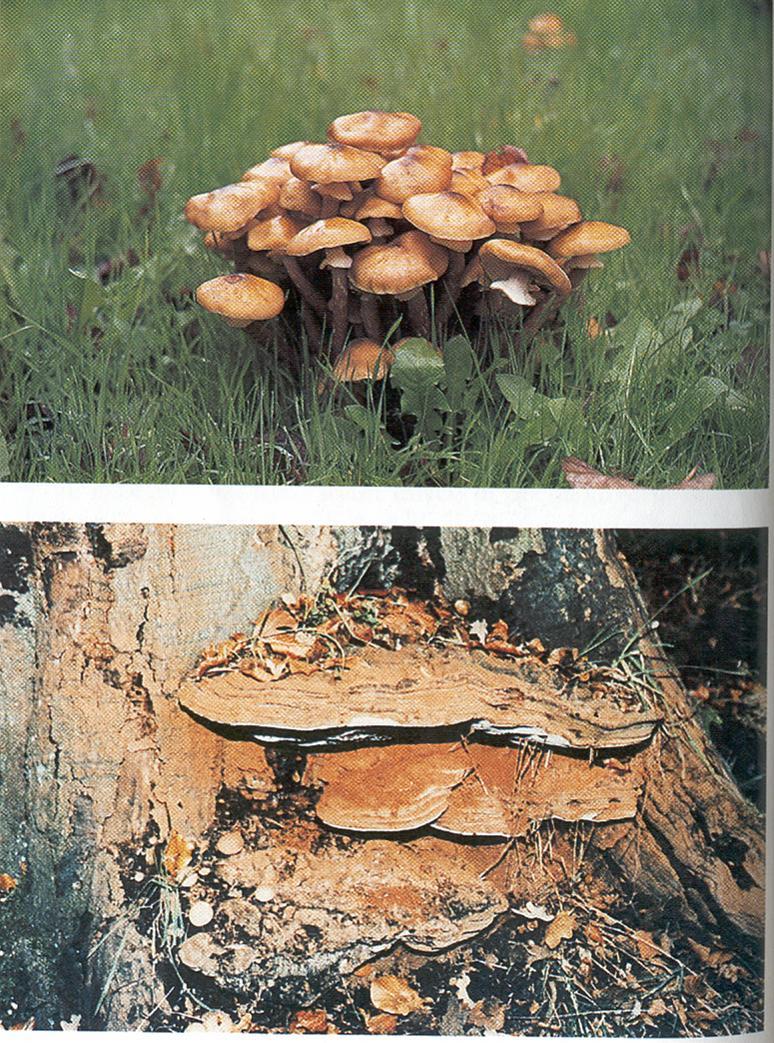Fungi Responsible for most