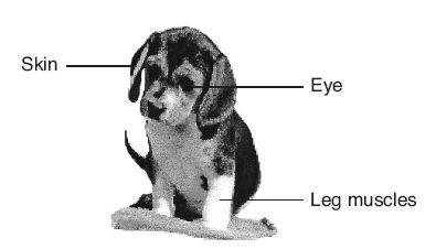 67 Several structures are labeled in the diagram of a puppy shown below.