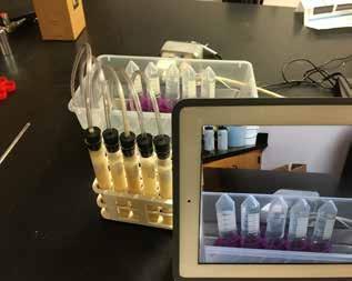 Student set up testing rate of fermentation with different varieties of yeast.