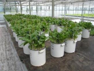 Pot experiments Nitrogen Fertilizer Replacement Value, % compared to Calcium Ammonium Nitrate Fertiliser