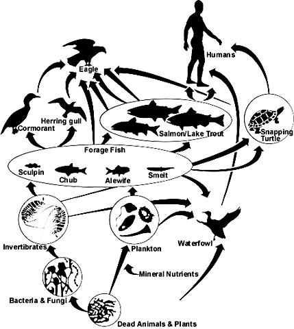 Food Webs Notice the direction the arrow points The arrow