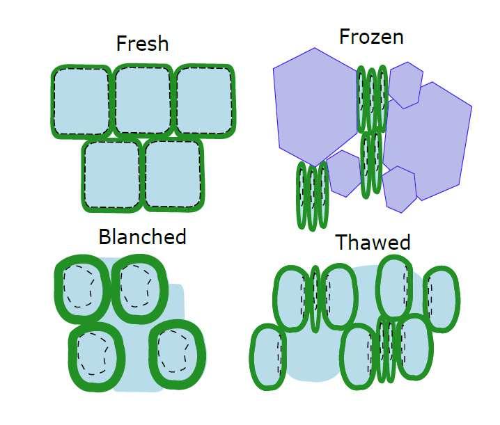 Effect processing on texture - Blanching: Loss of turgor Solubilization of pectin Relaxation of CWM (cell walls) Creation of extracellular water - Freezing: Growth of ice crystals Compression of