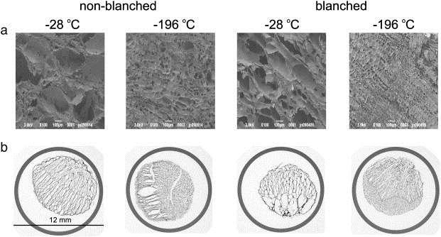 Impact of freezing on quality Mechanical stresses due to ice expansion (freeze-cracking) Cell/texture disruption due to ice crystal