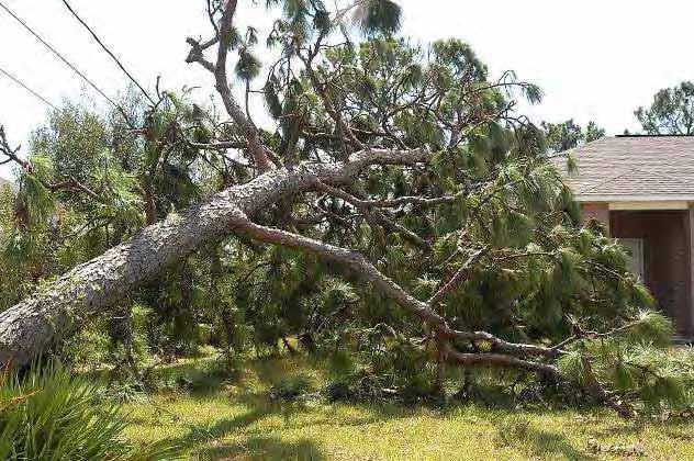 Be aware of spring poles Trees or branches that are bent, twisted or caught under another object may snap back, hit you or