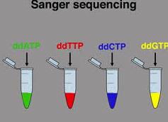 DNA sample divided into 4 separate reactions