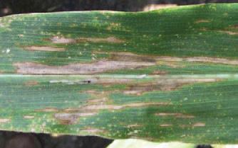 Northern Corn Leaf Blight Early symptoms appear as