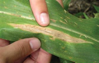 Northern Corn Leaf Blight The early lesions