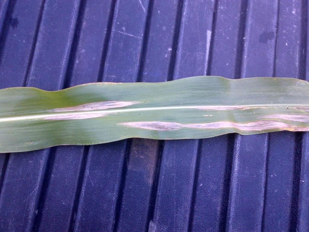Northern Corn Leaf Blight Lesions