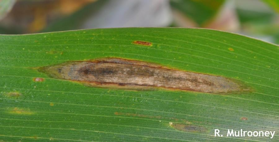 Northern Corn Leaf Blight Under high humidity olive