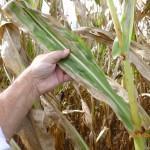 Northern Corn Leaf Blight Symptoms vary by hybrid susceptibility. There are several races of the fungus.