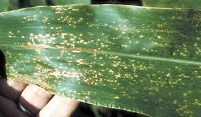 Eye Spot Aureobasidium zeae The disease is commonly associated with continuous corn and reduced tillage practices.