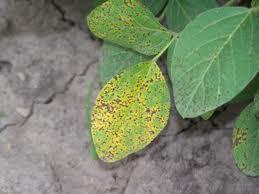 Soybean Brown Spot Brown spot does not usually affect soybean productivity unless more than 25-50% of the canopy defoliates prematurely.