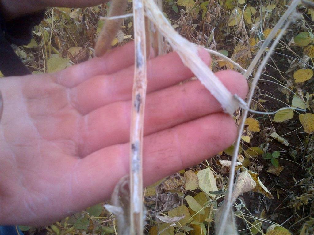 White Mold Overwinters in the soil in a special structure called a sclerotia.