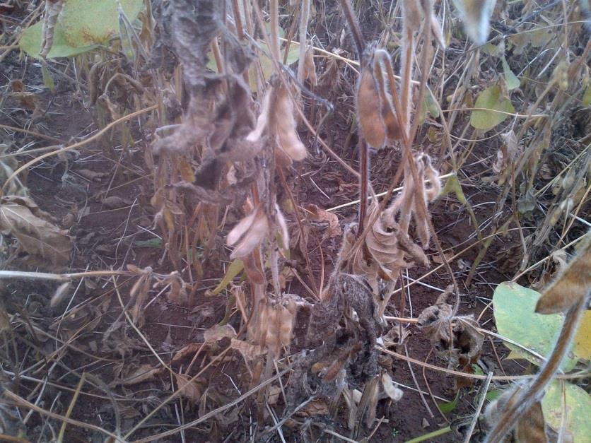 White Mold As infected plants begin to wilt, upper leaves turn grayish green