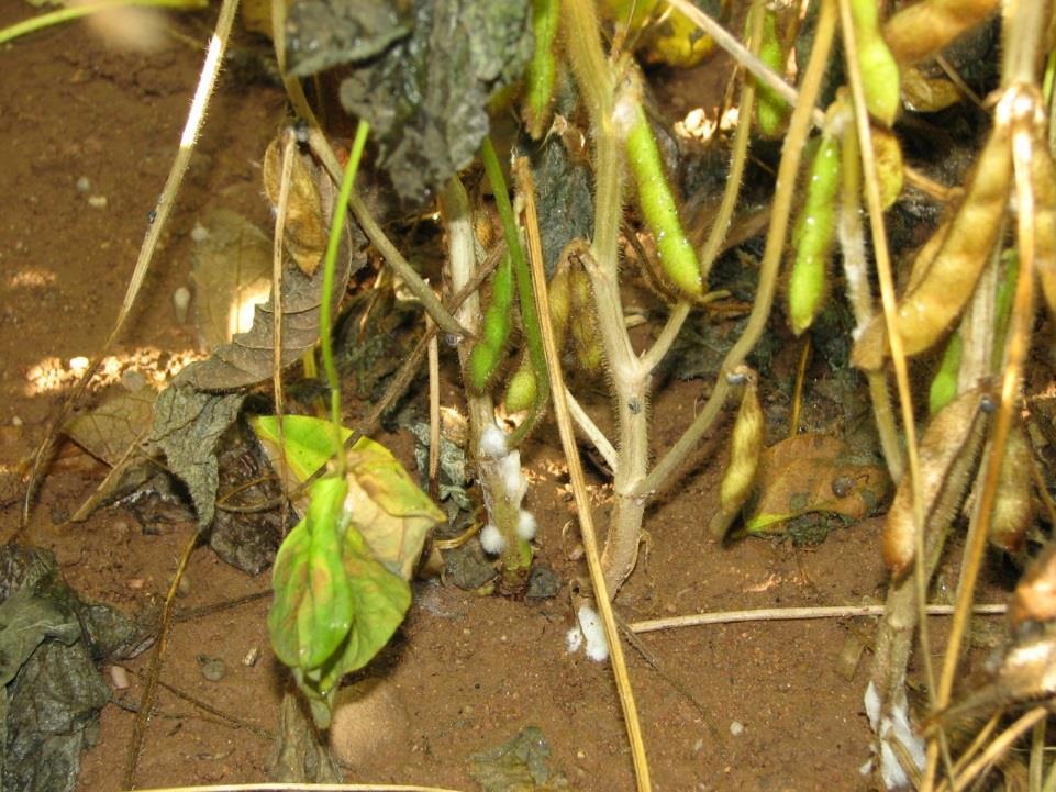 Dead soybean plants are usually seen clustered in infected fields in late