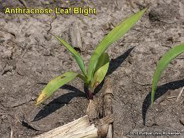Anthracnose Lesions can be