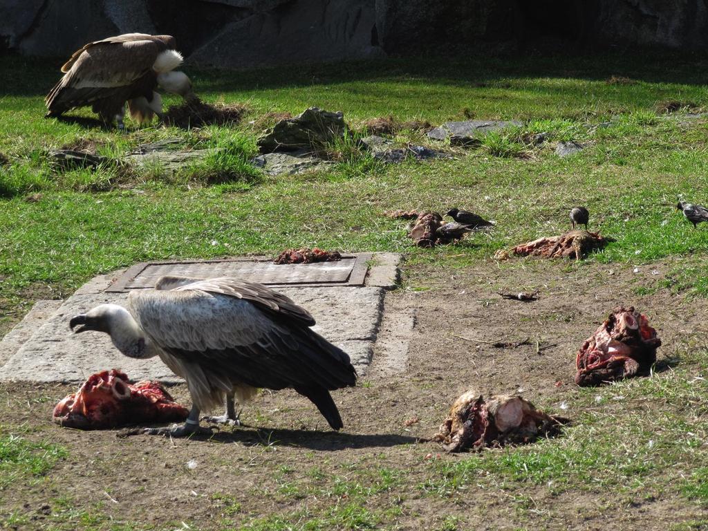 Types of Consumers Scavengers, like a king vulture, are animals that consume the carcasses of other
