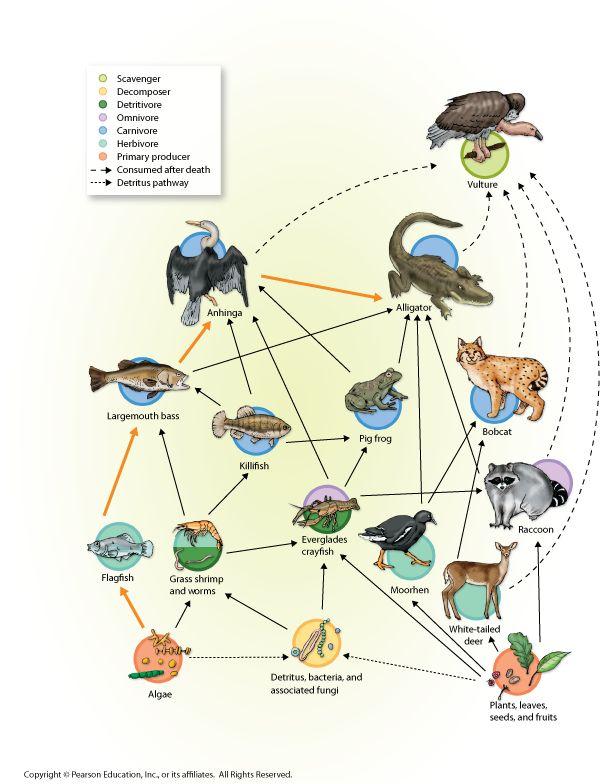 Food Web: all the food chains in an