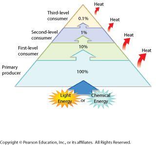 Energy Pyramid: Shows the movement of energy between