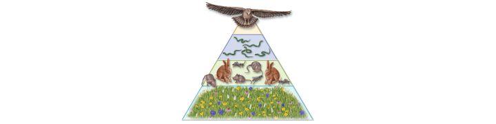 Pyramids of Biomass and Numbers The total amount of living tissue within a given trophic level is called its