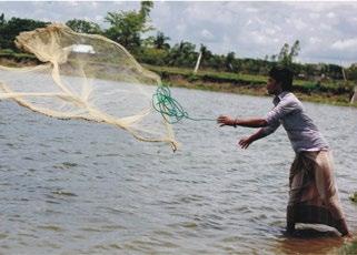 Farmed Fish for Small Farmers Bangladesh is a global player in aquaculture production as a fourth largest producer in the world.