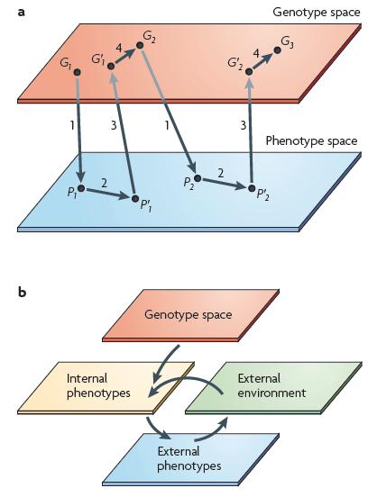3: Phenomics Linking genotype, environment and phenotype