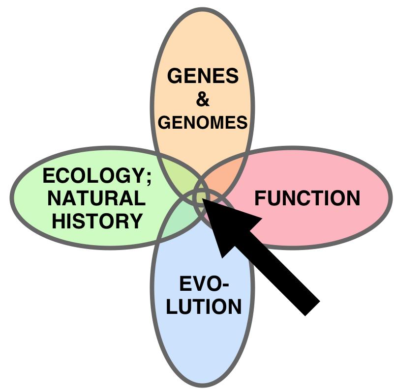 What is Ecological genomics? An field of research that seeks to understand the processes by which organisms adapt to their environment. Feder and Mitchell-Olds 2003.