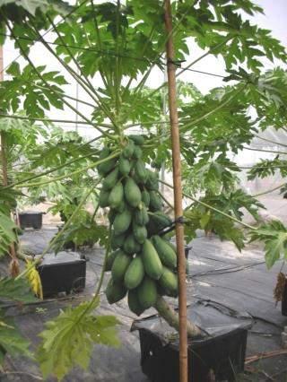 Appropriate fertilizer utilization for papaya Plants were given