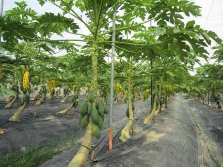 for the development of smart use of fertilizers on tropical fruit 40000