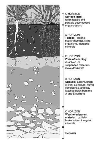 Soil horizons Figure 7.12 Mature soils have distinct layers or zones called Soil Horizons; crosssectional views of soil horizons are called Soil Profiles.
