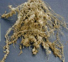 Root-lesion nematode also has caused severe damage on potato and cucumber, although yield losses due to root-lesion nematode are highly variable and influenced by environmental conditions.