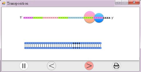 Transposition of a poly-a retrotransposon using the target site primed reverse transcription method Step 6.