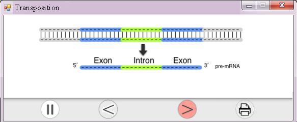 transcription, RNA processing, and cdna