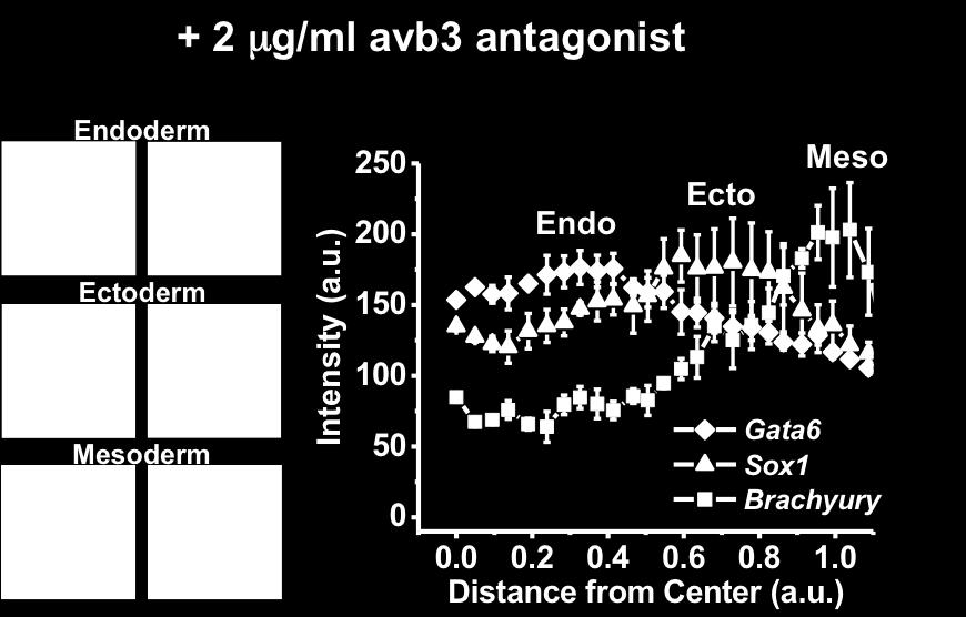 Supplementary Figure 6. Engagement of fibrin with αvβ3 integrins is important for positioning of the endoderm layer.