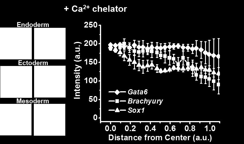 EGTA (calcium chelator), to block the cell adhesion molecule, cadherins. Scale bar = 50µm.