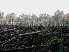 Effect of Agriculture Worldwide demand for land has led to deforestation.