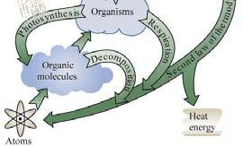 Environment: Everything that affects an organism during its lifetime.