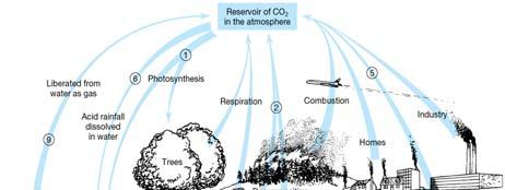 Carbon Cycle Carbon and Oxygen combine to form Carbon Dioxide. Plants use Carbon Dioxide during photosynthesis to produce sugars. Plants use sugars for plant growth.