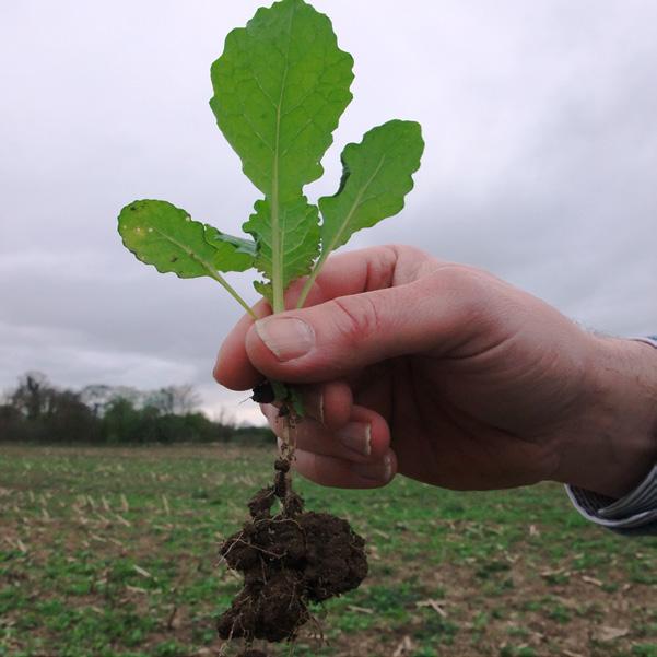 Soil Soil is important for all farming so it is important for farmers to look after it.