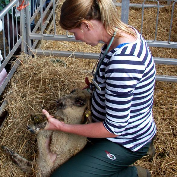 Animals Farmers aim to make their animals comfortable, healthy and well fed by giving them the