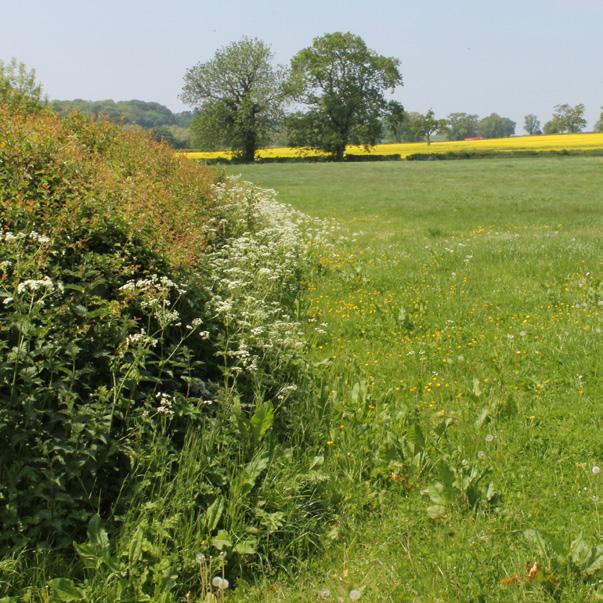 Nature Farmers look after the countryside and work hard to create areas for wildlife to live in.