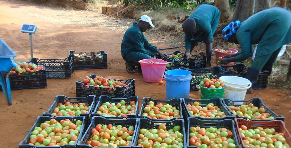 Objectives of ENABLE-TAAT Expand agribusiness opportunities, which will identify and realize the opportunities for agribusiness and employment available to youth through TAAT s priority value chains