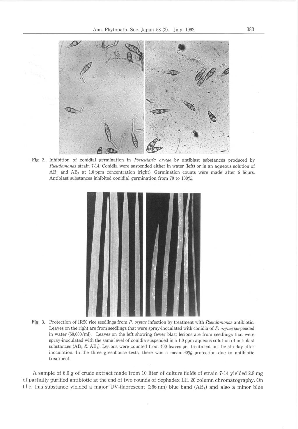 Ann. Phytopath. Fig. 2. Inhibition of conidial germination Soc. Japan 58 (3). July, 1992 in Pyricularia oryzae by 383 antiblast substances produced by Pseudomonas strain 7-14.