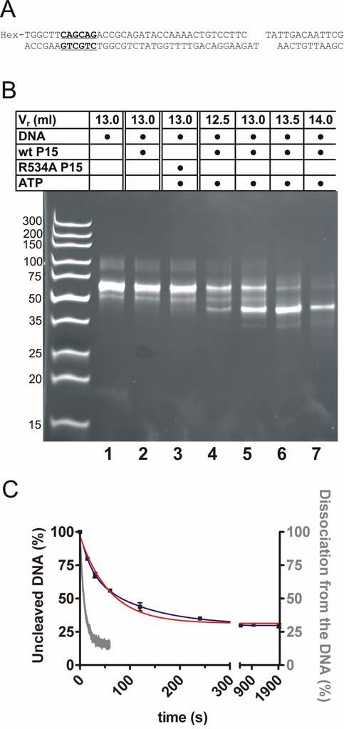 Figure S4 The specific 50-mer DNA duplex with a single recognition site is cleaved by EcoP15I in the presence of ATP under chromatography conditions (A) Cleavage products of the 50-mer
